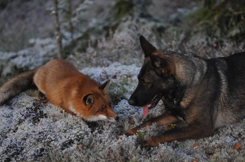 Impossible friendship: a fox and a hunting dog Impossible friendship: a fox and a hunting dog