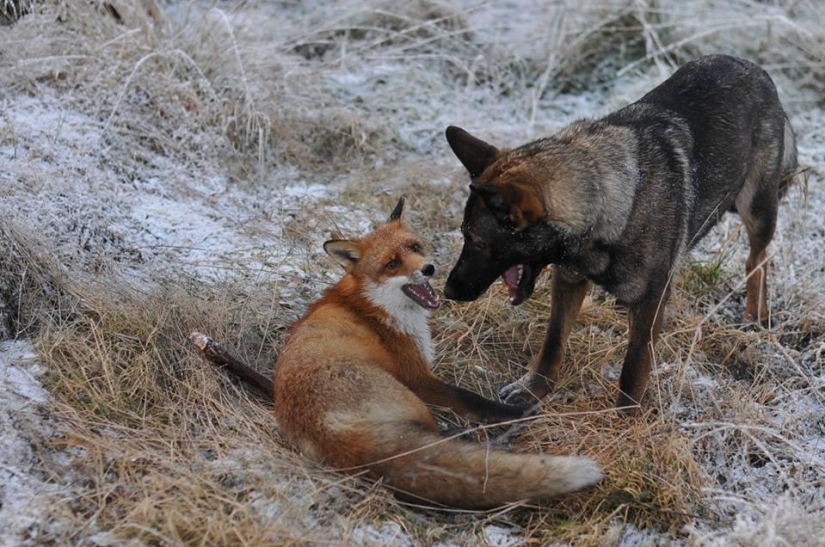 Impossible friendship: a fox and a hunting dog Impossible friendship: a fox and a hunting dog