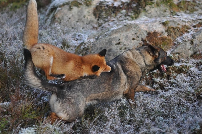Impossible friendship: a fox and a hunting dog Impossible friendship: a fox and a hunting dog