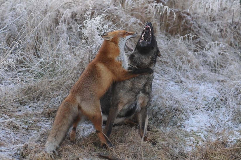 Impossible friendship: a fox and a hunting dog Impossible friendship: a fox and a hunting dog