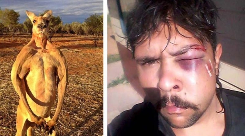 In Australia, a kangaroo knocked out a hunter by breaking his jaw