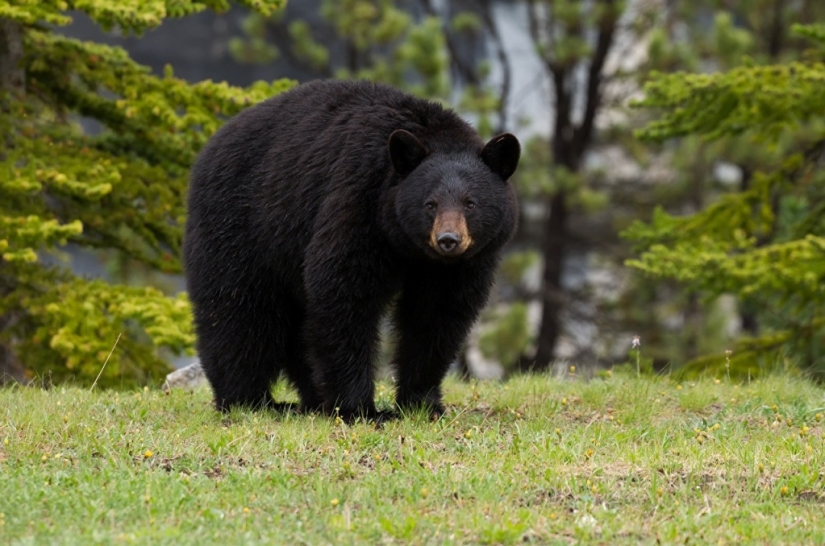 In California, a fat bear attacks residential buildings in search of food
