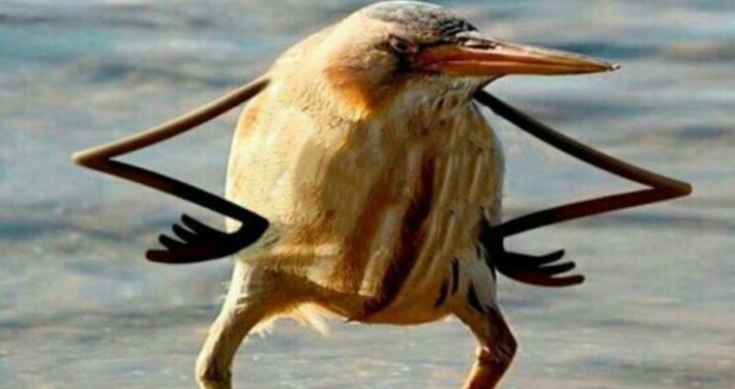 In Canada, preparations for one of the largest festivals were stopped because of a bird and its nest with eggs