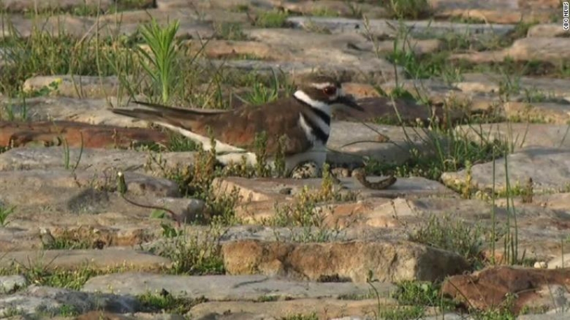 In Canada, preparations for one of the largest festivals were stopped because of a bird and its nest with eggs