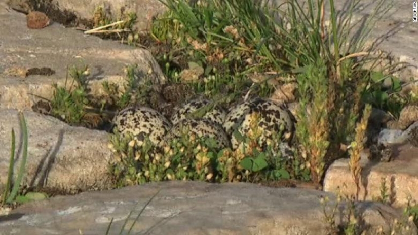 In Canada, preparations for one of the largest festivals were stopped because of a bird and its nest with eggs
