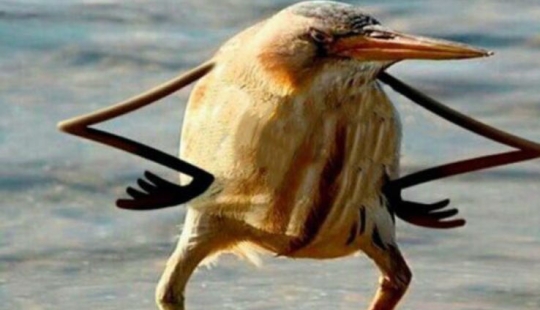 In Canada, preparations for one of the largest festivals were stopped because of a bird and its nest with eggs