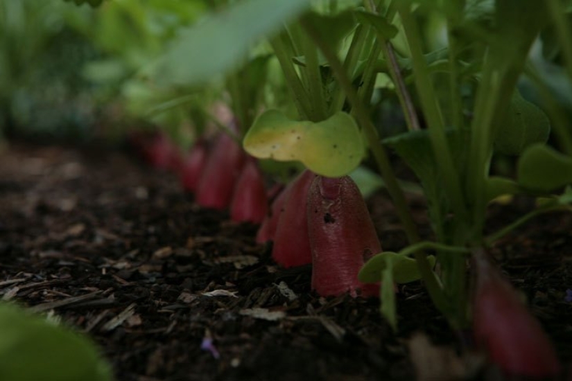 In just 60 days, this guy has grown a cool garden in front of the house