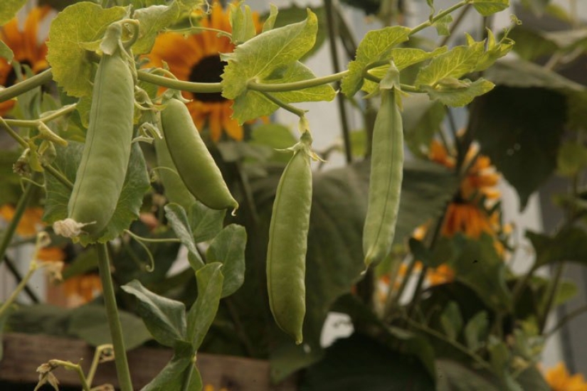 In just 60 days, this guy has grown a cool garden in front of the house