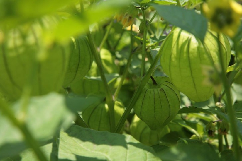 In just 60 days, this guy has grown a cool garden in front of the house