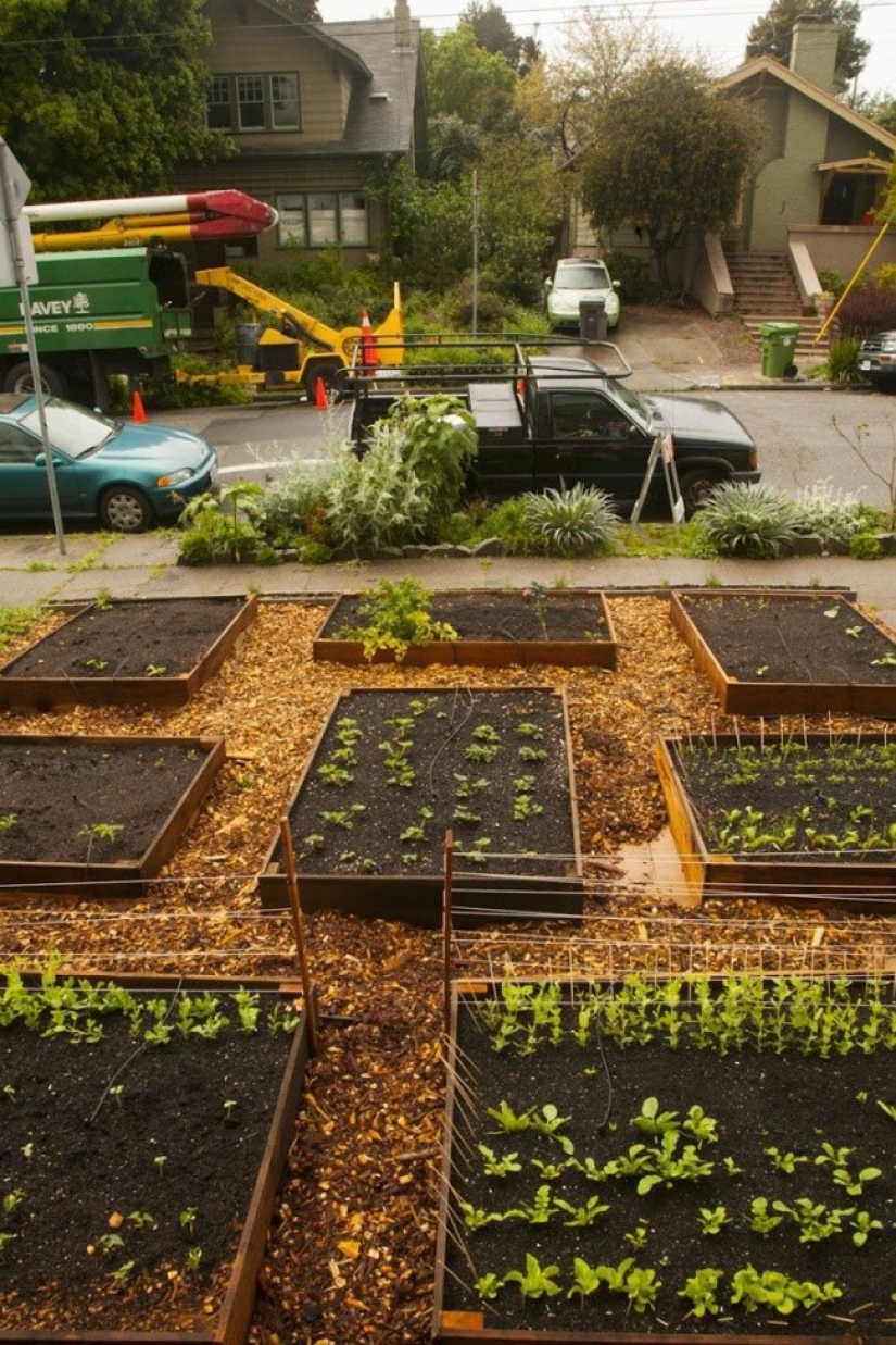 In just 60 days, this guy has grown a cool garden in front of the house