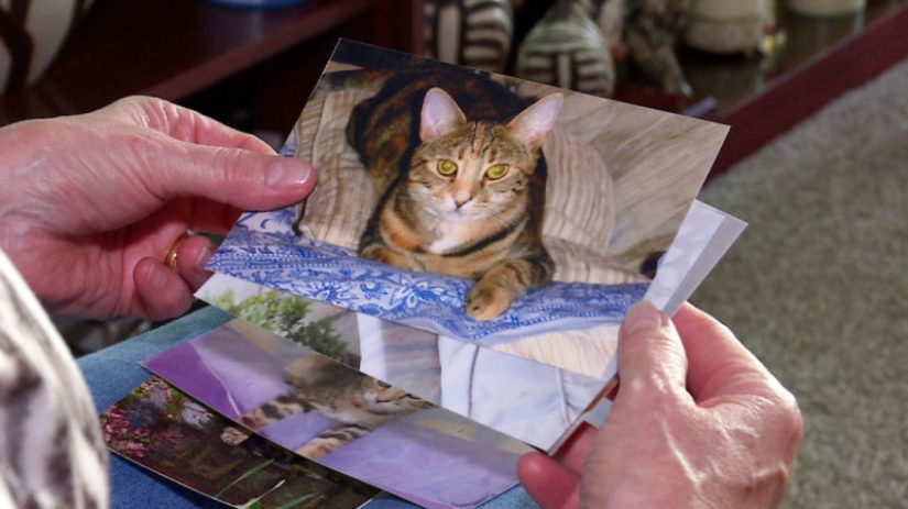 In London, they are looking for a maniac who killed more than 360 animals in 2 years