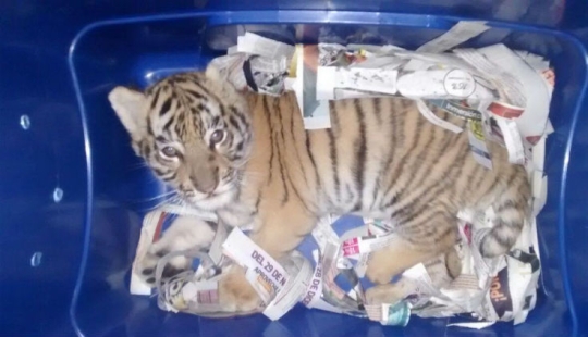 In Mexico, a tiger cub was injected with sedatives and sent by mail in a plastic box