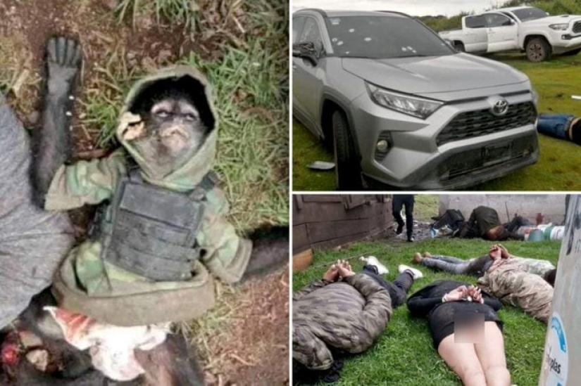 In Mexico, an equipped monkey died in a shootout between drug cartels