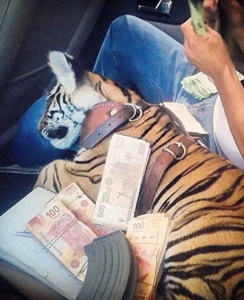 In Mexico, an equipped monkey died in a shootout between drug cartels