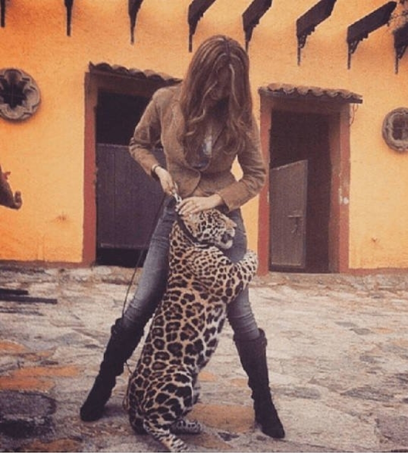 In Mexico, an equipped monkey died in a shootout between drug cartels