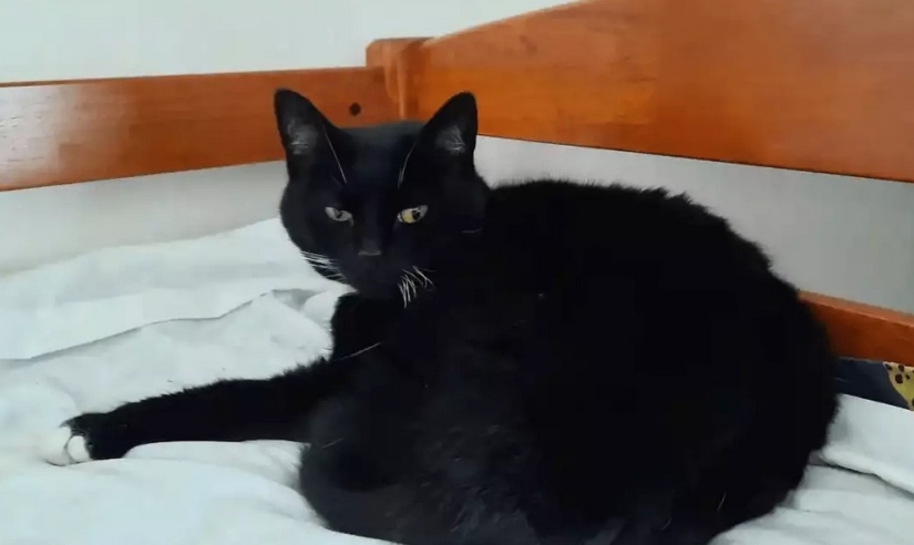 In New Zealand, a seal entered the house and took the place of a cat