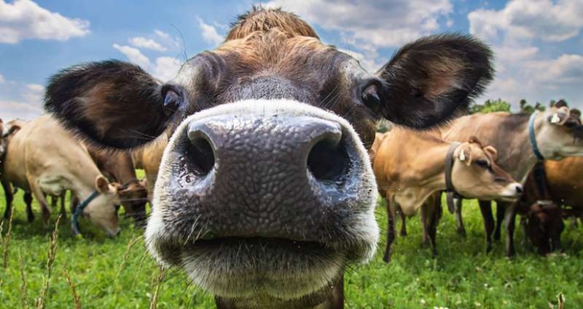 In New Zealand, they want to tax burping