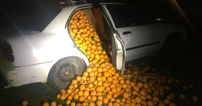 In Spain, a family was arrested for stealing four tons of oranges