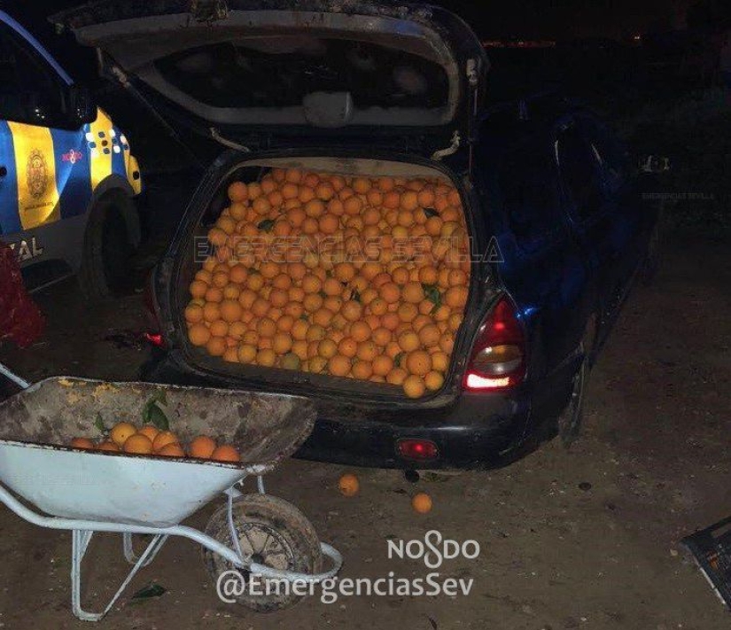 In Spain, a family was arrested for stealing four tons of oranges In Spain, a family was arrested for stealing four tons of oranges