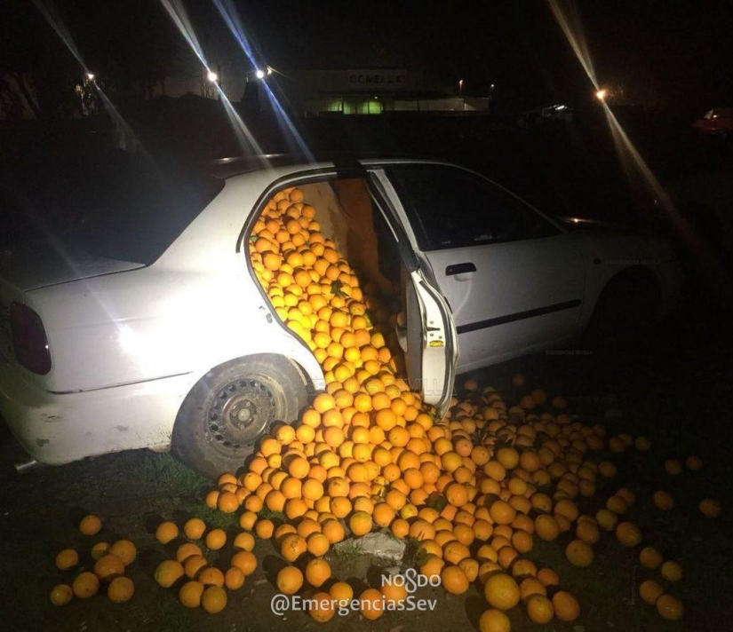 In Spain, a family was arrested for stealing four tons of oranges In Spain, a family was arrested for stealing four tons of oranges