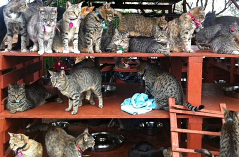 In the cat sanctuary in Hawaii, you can pet up to 500 cats at once