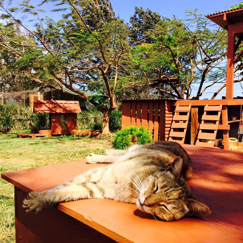In the cat sanctuary in Hawaii, you can pet up to 500 cats at once