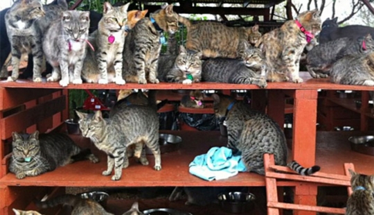 In the cat sanctuary in Hawaii, you can pet up to 500 cats at once