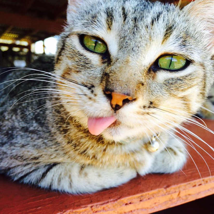 In the cat sanctuary in Hawaii, you can pet up to 500 cats at once