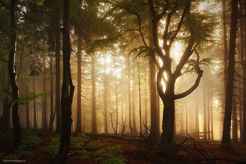 In the footsteps of the Brothers Grimm