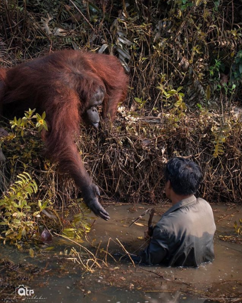 In the forests of Borneo, an orangutan came to the aid of a man and got into the frame In the forests of Borneo, an orangutan came to the aid of a man and got into the frame