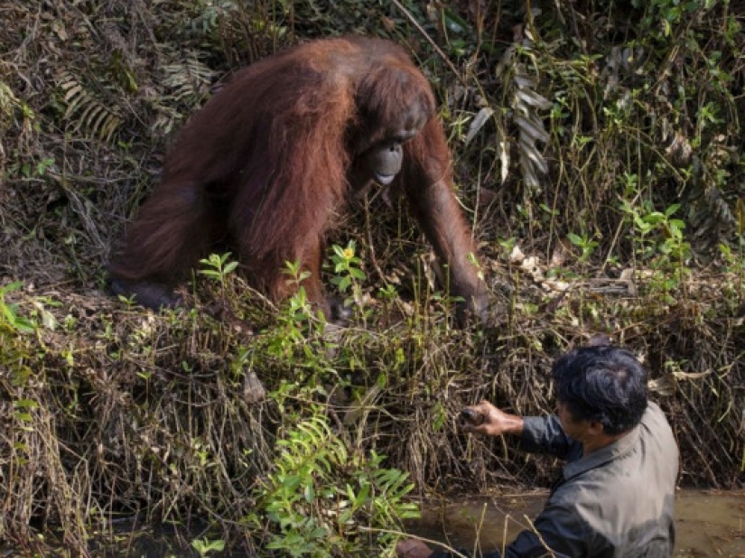 In the forests of Borneo, an orangutan came to the aid of a man and got into the frame In the forests of Borneo, an orangutan came to the aid of a man and got into the frame