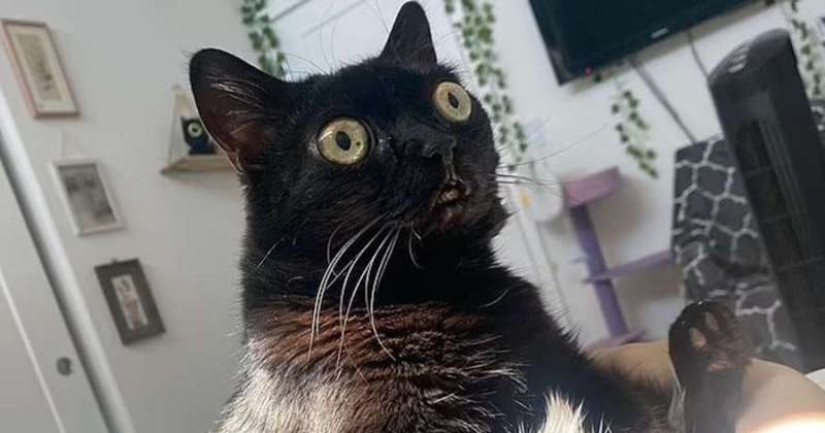 In the USA, a black cat was elected mayor of Hell In the USA, a black cat was elected mayor of Hell