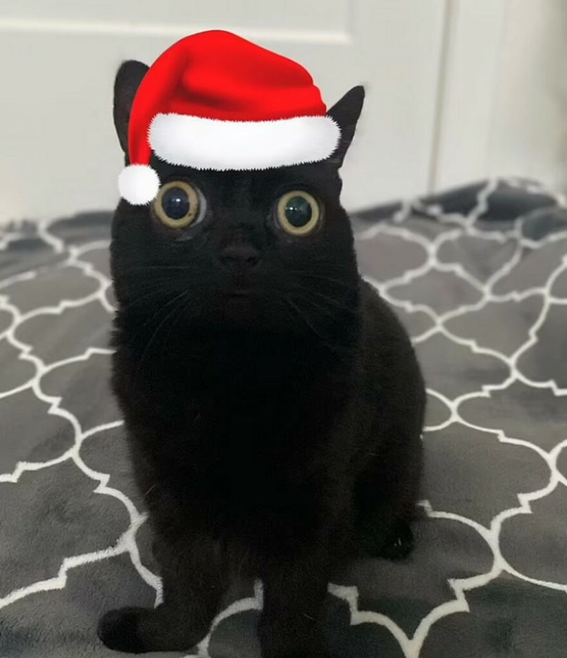 In the USA, a black cat was elected mayor of Hell In the USA, a black cat was elected mayor of Hell