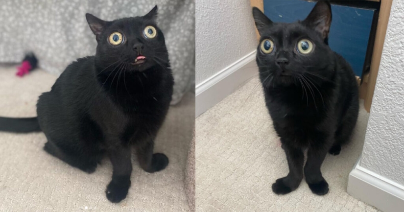 In the USA, a black cat was elected mayor of Hell In the USA, a black cat was elected mayor of Hell