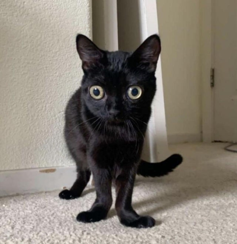 In the USA, a black cat was elected mayor of Hell In the USA, a black cat was elected mayor of Hell