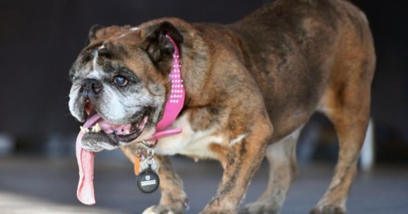 In the USA, they chose the "ugliest dog in the world"