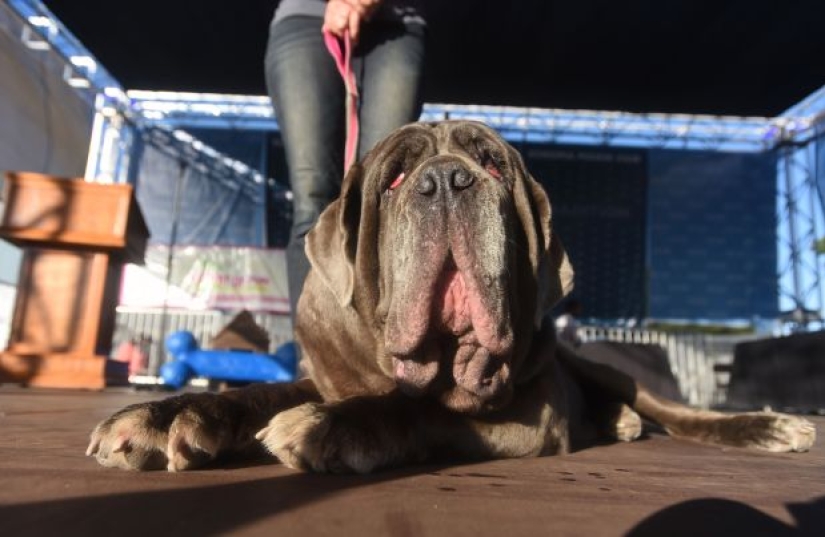 In the USA, they chose the "ugliest dog in the world"