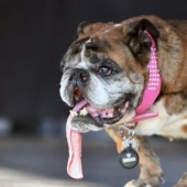 In the USA, they chose the "ugliest dog in the world"