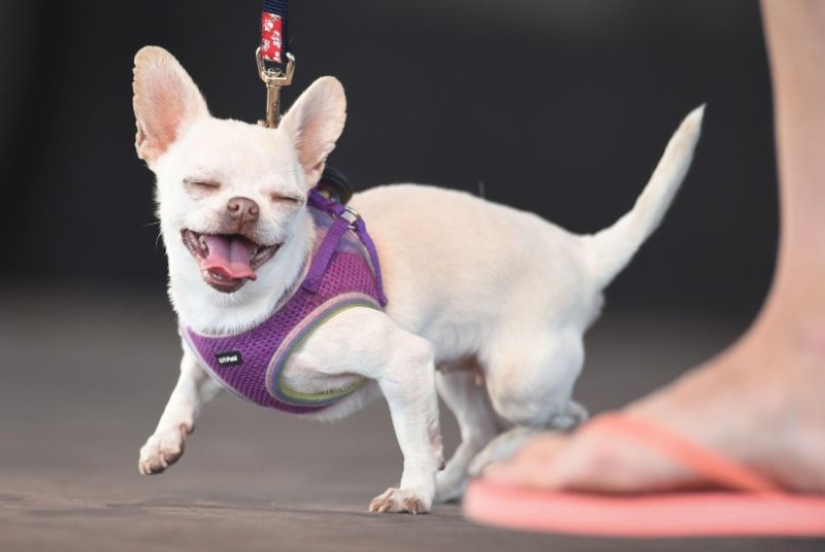 In the USA, they chose the "ugliest dog in the world"