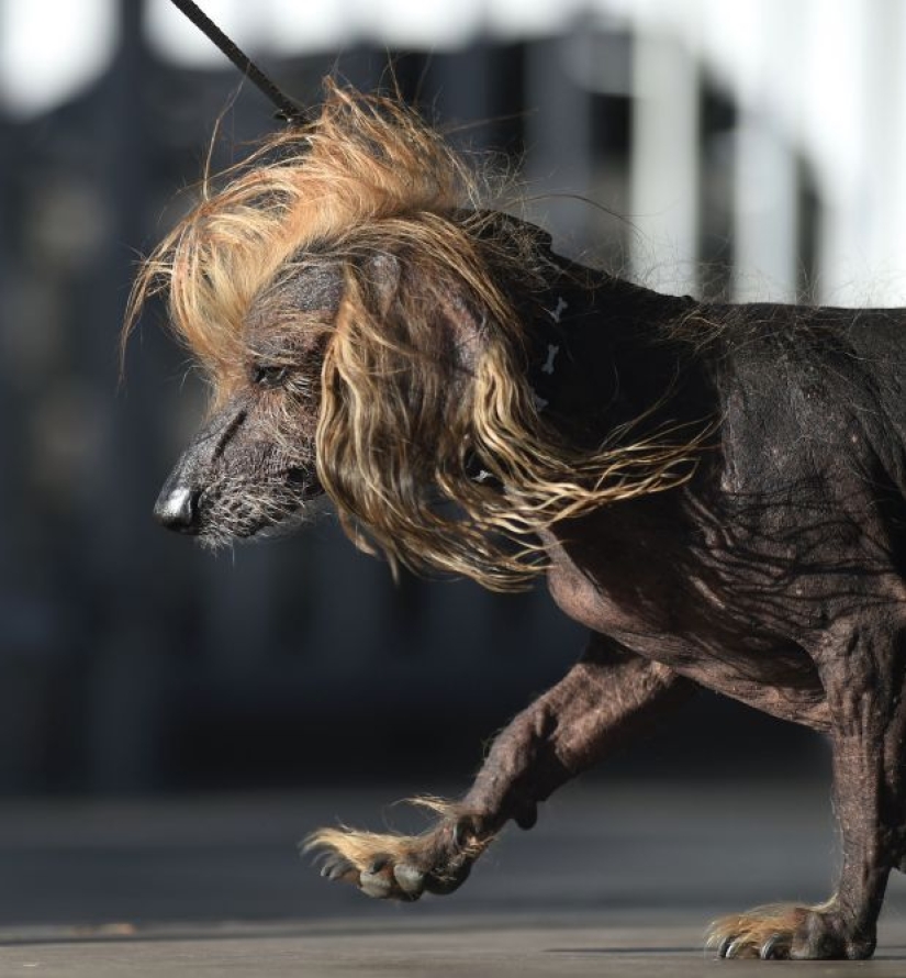 In the USA, they chose the "ugliest dog in the world"