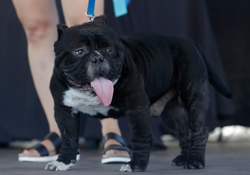 In the USA, they chose the "ugliest dog in the world"