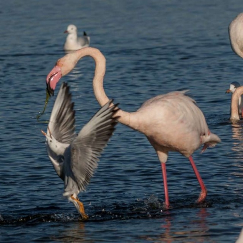 In the world of amazing animals