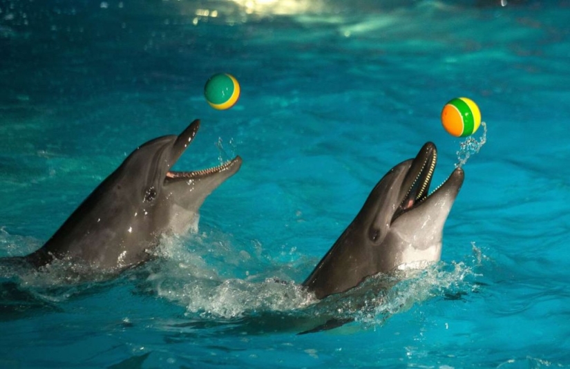 In the world of amazing animals