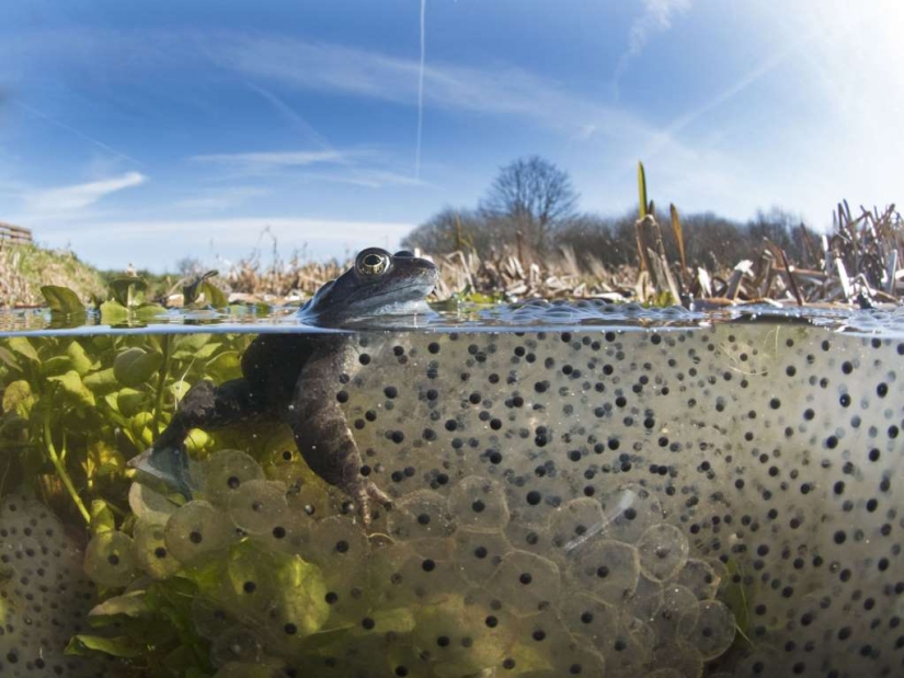 In the world of amazing animals