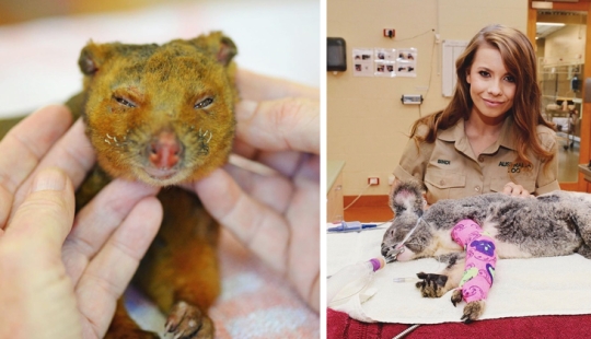Incendios en Australia: la familia del famoso activista por los derechos de los animales Irwin salva a los animales de la muerte