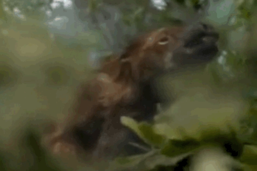 Increíbles monstruos del pasado que vivieron en la Tierra