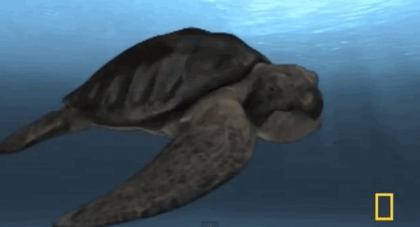 Increíbles monstruos del pasado que vivieron en la Tierra