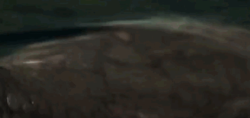 Increíbles monstruos del pasado que vivieron en la Tierra