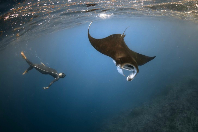 Incredible freediving in the wild