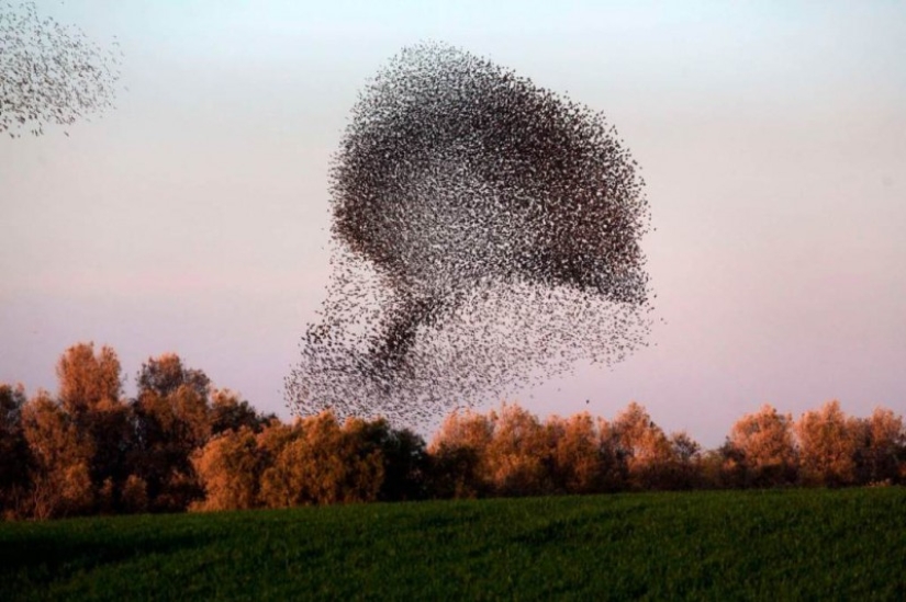 Incredible starling dance in Israel Incredible starling dance in Israel
